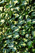 HEDERA HELIX GOLDHEART