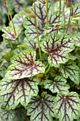 HEUCHERA GREEN SPICE