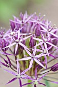 ALLIUM CRISTOPHII