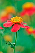 GEUM COCCINEUM AVENS