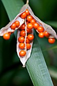 IRIS FOETIDISSIMA