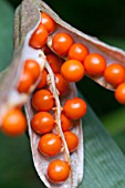 IRIS FOETIDISSIMA