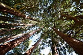 SEQUOIADENDRON GIGANTEUM