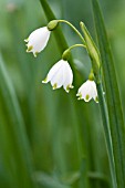 LEUCOJUM AESTIVUM