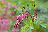 DICENTRA SPECTABILIS