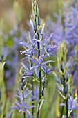 CAMASSIA LEICHTLINII