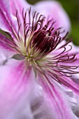 CLEMATIS NELLY MOSER