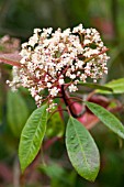 PHOTINIA X FRASERI RED ROBIN