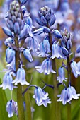 HYACINTHOIDES HISPANICA EXCELSIOR