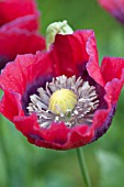 PAPAVER SOMNIFERUM