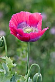 PAPAVER SOMNIFERUM