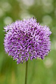 ALLIUM ROSENBACHIANUM