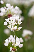 ALLIUM NEOPOLITANUM