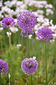 ALLIUM ROSENBACHIANUM