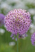 ALLIUM ROSENBACHIANUM