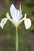 IRIS HOLLANDICA WHITE EXCELSIOR