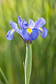 IRIS HOLLANDICA BLUE MAGIC