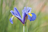 IRIS HOLLANDICA BLUE MAGIC