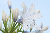 AGAPANTHUS QUEEN MUM