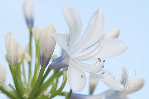 AGAPANTHUS_QUEEN_MUM