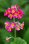 PRIMULA BEESIANA SYN. BULLEYANA PRIMROSE