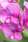 LATHYRUS LATIFOLIUS