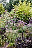 VERBENA BONARIENSIS IN GARDEN SETTING