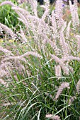 PENNISETUM ORIENTALE ROBUSTUM