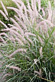 PENNISETUM ORIENTALE ROBUSTUM