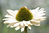 ECHINACEA PURPUREA VIRGIN