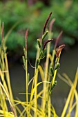 CAREX ELATA AUREA BOWLES,  GOLDEN SEDGE