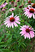 ECHINACEA PURPUREA RUBINSTERN