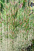 RHODOCOMA CAPENSIS GROWING THROUGH DESCHAMPSIA CESPITOSA