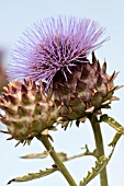 CYNARA CARDUNCULUS SYN SCOLYMUS