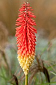 KNIPHOFIA CHICHI
