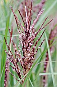 MISCANTHUS SINENSIS DREADLOCKS