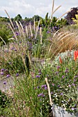 PENNISETUM MACROURUM