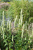 AGASTACHE RUGOSA F ALBIFLORA ALABASTER