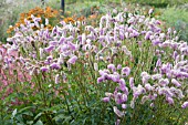 SANGUISORBA PINK BRUSHES