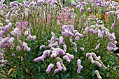 SANGUISORBA PINK BRUSHES