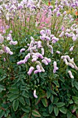 SANGUISORBA PINK BRUSHES