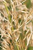 STIPA GIGANTEA GOLD FONTAENE