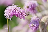 SANGUISORBA HAKUSANENSIS LILAC SQUIRREL