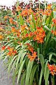 CROCOSMIA HIGHLIGHT