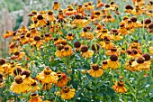 HELENIUM AMBER