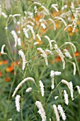 SANGUISORBA TENUIFOLIA ALL TIME HIGH