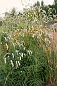 SANGUISORBA TENUIFOLIA ALL TIME HIGH