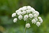 DAUCUS CAROTA SATIVUS