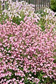 DIASCIA PERSONATA HOPLEYS