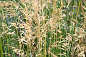 STIPA GIGANTEA GOLD FONTAENE